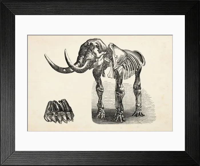 Framed Print : Engraving of extinct elephant mastodon from 1872 Framed Print : Engraving of extinct elephant mastodon from 1872