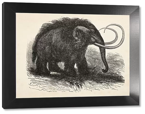 Engraving of extinct woolly mammoth from 1872