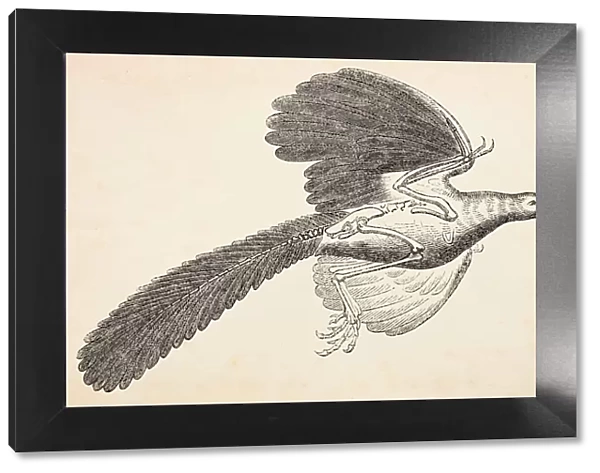 Archaeopteryx extinct bird engraving from 1872