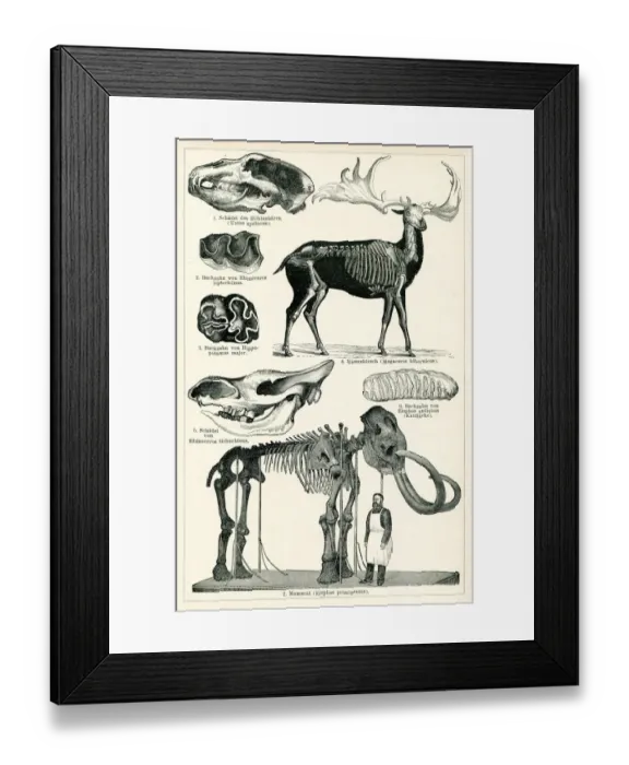 Framed Print : Mammoth and giant deer skeleton in museum 1898