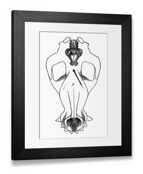 Framed Print : Skull of horse in outline with brains drawn in