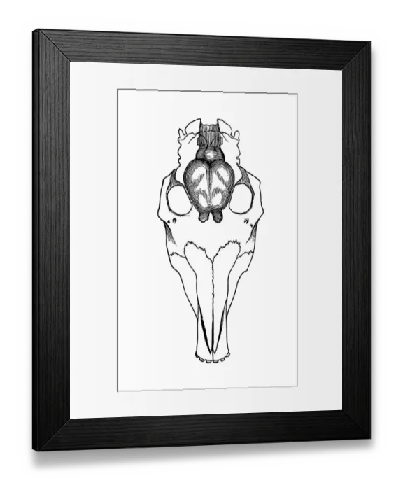 Framed Print : Skull of Coryphodon in outline with brains drawn in Framed Print : Skull of Coryphodon in outline with brains drawn in