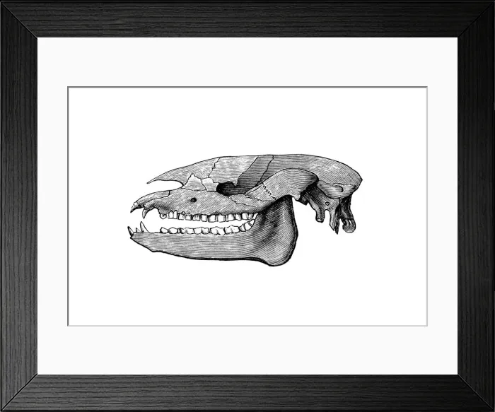 Framed Print : Skull of Palaeotherium ( old beast ) is an extinct genus of primitive perissodactyl ungulate Framed Print : Skull of Palaeotherium ( old beast ) is an extinct genus of primitive perissodactyl ungulate