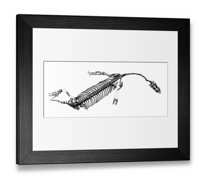 Framed Print : Neusticosaurus, is an extinct genus of marine reptile belonging to the nothosaur order, from Italy, Switzerland and Germany. At 18 cm long, it was one of the smallest nothosaurs. Neusticosaurus probably fed on small fish Framed Print : Neusticosaurus, is an extinct genus of marine reptile belonging to the nothosaur order, from Italy, Switzerland and Germany. At 18 cm long, it was one of the smallest nothosaurs. Neusticosaurus probably fed on small fish