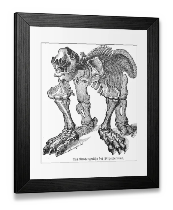 Framed Print : Skeleton of dinosaur Megatherium Framed Print : Skeleton of dinosaur Megatherium
