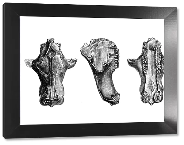 Tritylodon (skull) is an extinct genus of tritylodonts, one of the most advanced group of cynodont therapsids