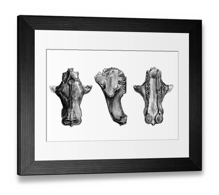 Framed Print : Tritylodon (skull) is an extinct genus of tritylodonts, one of the most advanced group of cynodont therapsids Framed Print : Tritylodon (skull) is an extinct genus of tritylodonts, one of the most advanced group of cynodont therapsids