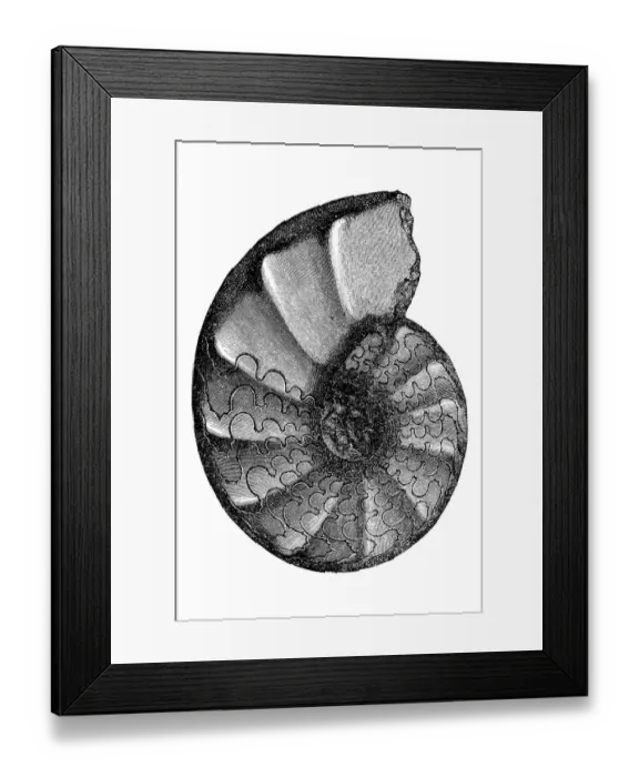 Framed Print : Ceratites is an extinct genus of ammonite cephalopods Framed Print : Ceratites is an extinct genus of ammonite cephalopods