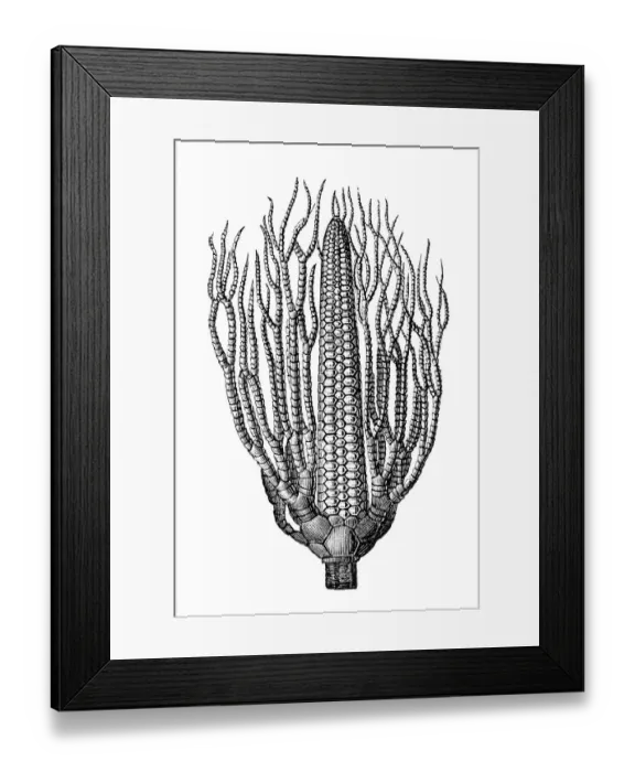Framed Print : Lecithocrinus Eifelianus fossil Framed Print : Lecithocrinus Eifelianus fossil