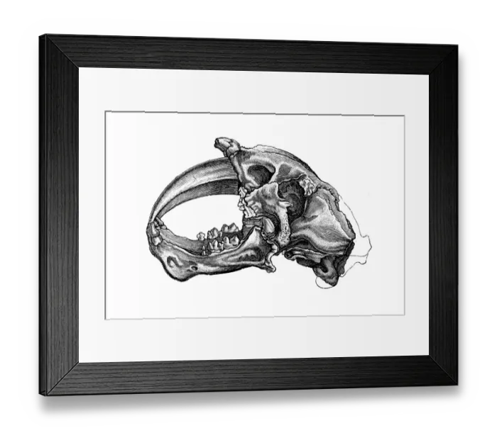 Framed Print : Machairodus skull, measuring upwards of 16 inches (41 cm) in length, is one of the largest known skulls for any machairodont