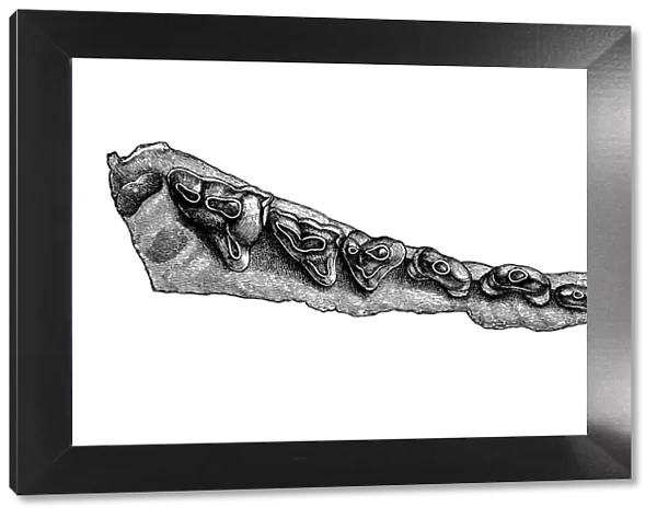 Denture of a Pterodon, an extinct genus of superficially wolf-like hyainailurids that lived in Europe and Africa during the late Eocene, about 30 million years ago