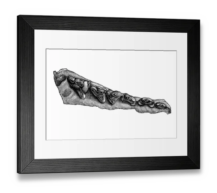 Framed Print : Denture of a Pterodon, an extinct genus of superficially wolf-like hyainailurids that lived in Europe and Africa during the late Eocene, about 30 million years ago Framed Print : Denture of a Pterodon, an extinct genus of superficially wolf-like hyainailurids that lived in Europe and Africa during the late Eocene, about 30 million years ago