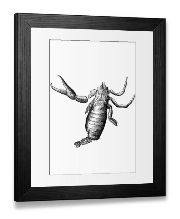 Framed Print : Cyclopthalmus senior extinct genus of arachnids