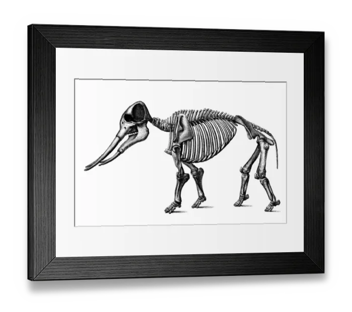 Framed Print : Mastodon angustidens skeleton Framed Print : Mastodon angustidens skeleton