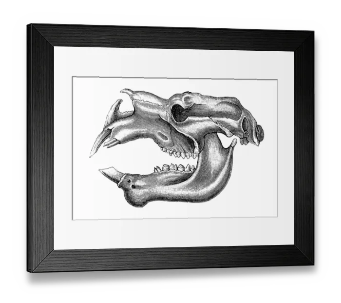 Framed Print : Diprotodon, meaning in Greek two forward teeth, is an extinct genus of diprotodontid marsupial native to Australia during the Pleistocene epoch Framed Print : Diprotodon, meaning in Greek two forward teeth, is an extinct genus of diprotodontid marsupial native to Australia during the Pleistocene epoch