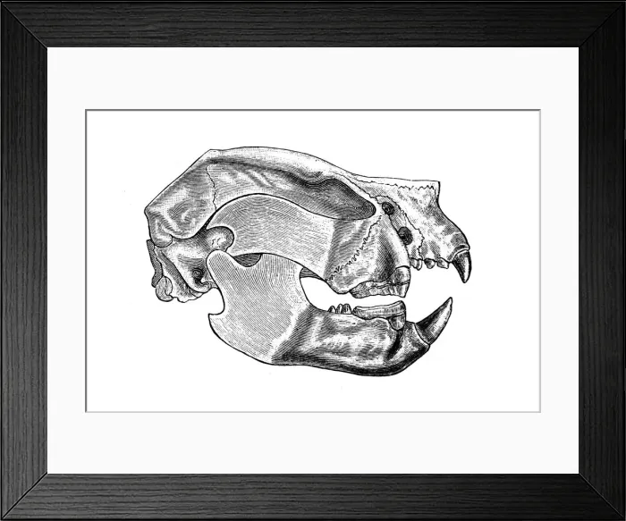 Framed Print : Thylacoleo carnifex, had the strongest bite of any mammal species, living or extinct, also known as the marsupial lion, is an extinct species of carnivorous marsupial mammal that lived in Australia from the early to the late Pleistocene Framed Print : Thylacoleo carnifex, had the strongest bite of any mammal species, living or extinct, also known as the marsupial lion, is an extinct species of carnivorous marsupial mammal that lived in Australia from the early to the late Pleistocene