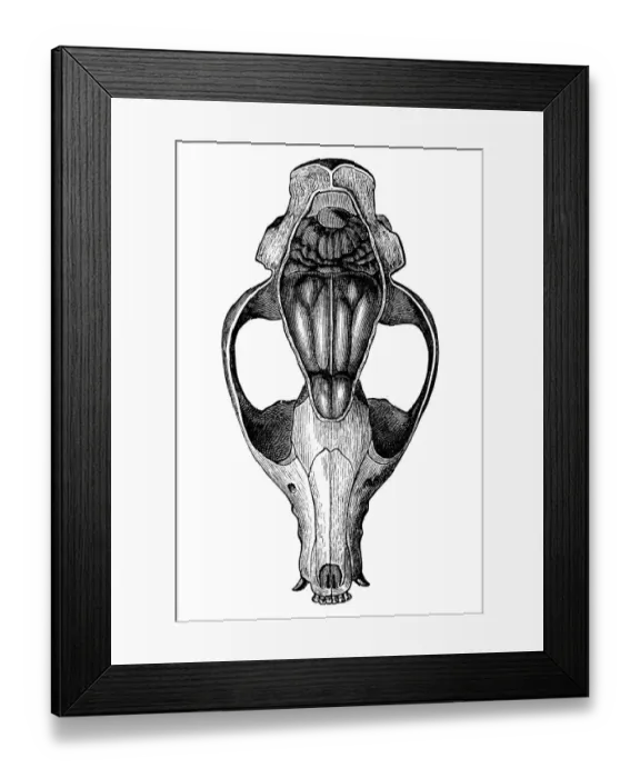 Framed Print : The cranium of Proviverra Framed Print : The cranium of Proviverra