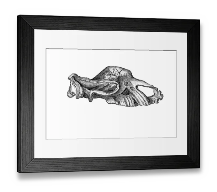 Framed Print : Skull of Elasmotherium Framed Print : Skull of Elasmotherium