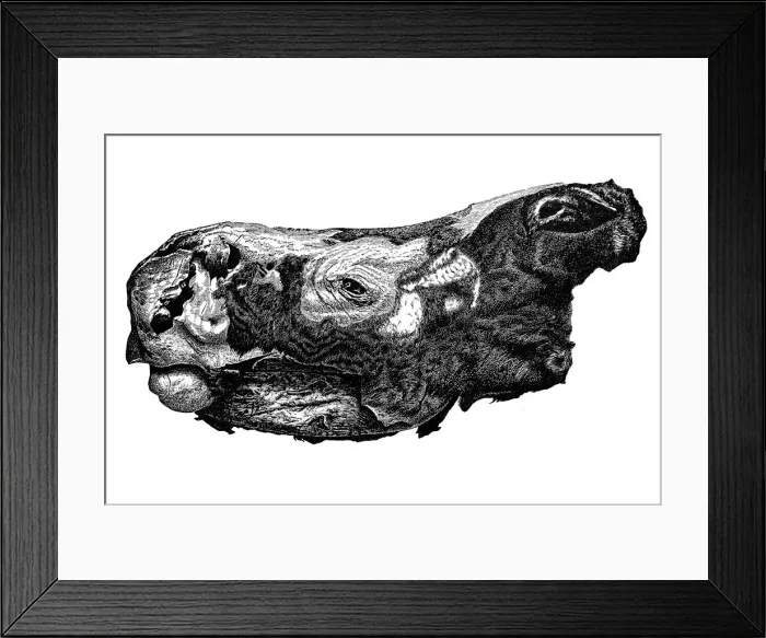 Framed Print : Head of Rhinoceros Merckii (Mercks rhinoceros) extinct species of rhino with completely preserved skin and hair covering, from the Siberian ice floor Framed Print : Head of Rhinoceros Merckii (Mercks rhinoceros) extinct species of rhino with completely preserved skin and hair covering, from the Siberian ice floor