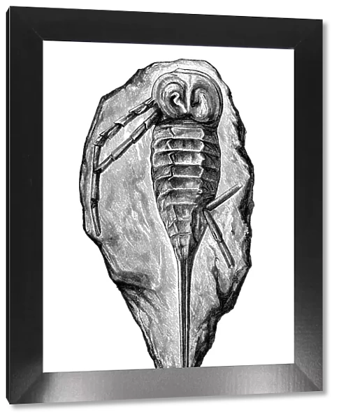 Stylonurus powriei fossil
