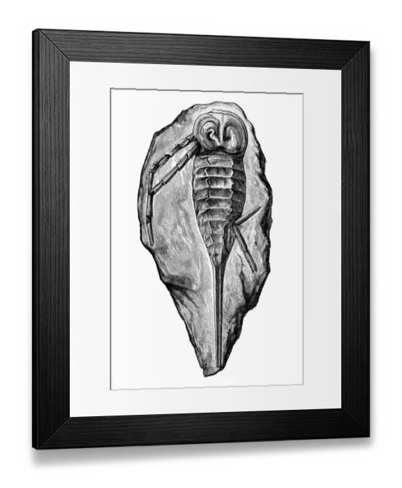 Framed Print : Stylonurus powriei fossil Framed Print : Stylonurus powriei fossil