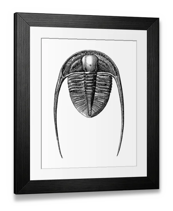 Framed Print : Trilobites Dionide Formosa from the Silurian era Framed Print : Trilobites Dionide Formosa from the Silurian era
