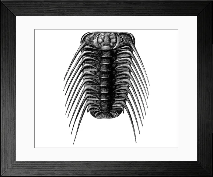 Framed Print : Trilobites Acidaspis buchi from the Silurian era Framed Print : Trilobites Acidaspis buchi from the Silurian era