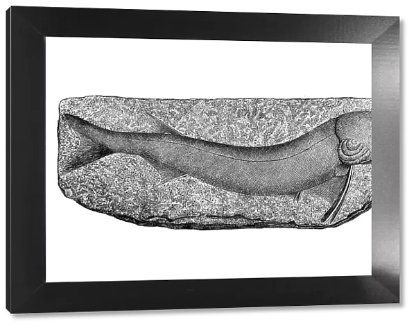 Paleozoic Era, Acanthodes (fish)