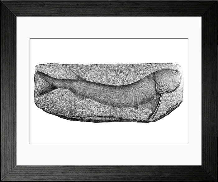 Framed Print : Paleozoic Era, Acanthodes (fish) Framed Print : Paleozoic Era, Acanthodes (fish)