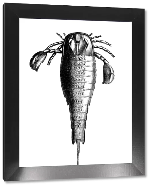 Eurypterus is an extinct genus of eurypterid, a group of organisms commonly called 'sea scorpions'
