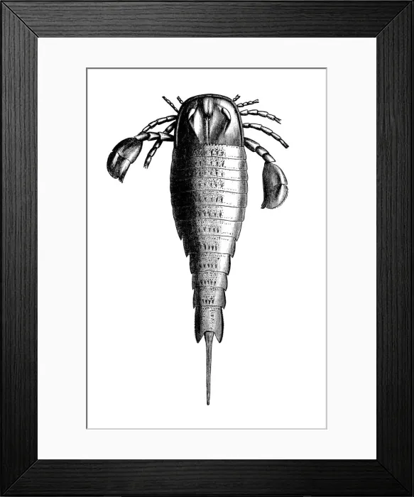 Framed Print : Eurypterus is an extinct genus of eurypterid, a group of organisms commonly called sea scorpions Framed Print : Eurypterus is an extinct genus of eurypterid, a group of organisms commonly called sea scorpions