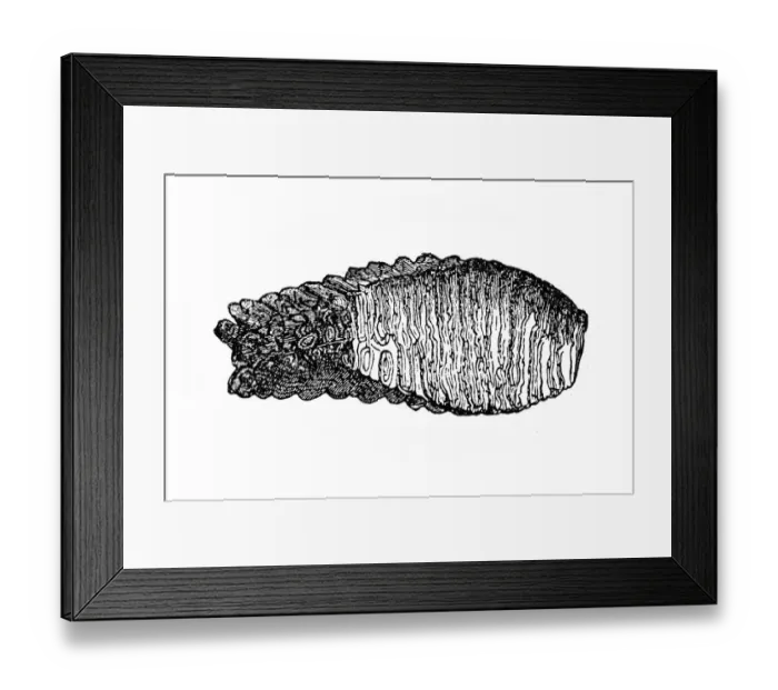 Framed Print : Mammoth molars, a grinding tooth at the back of a mammals mouth