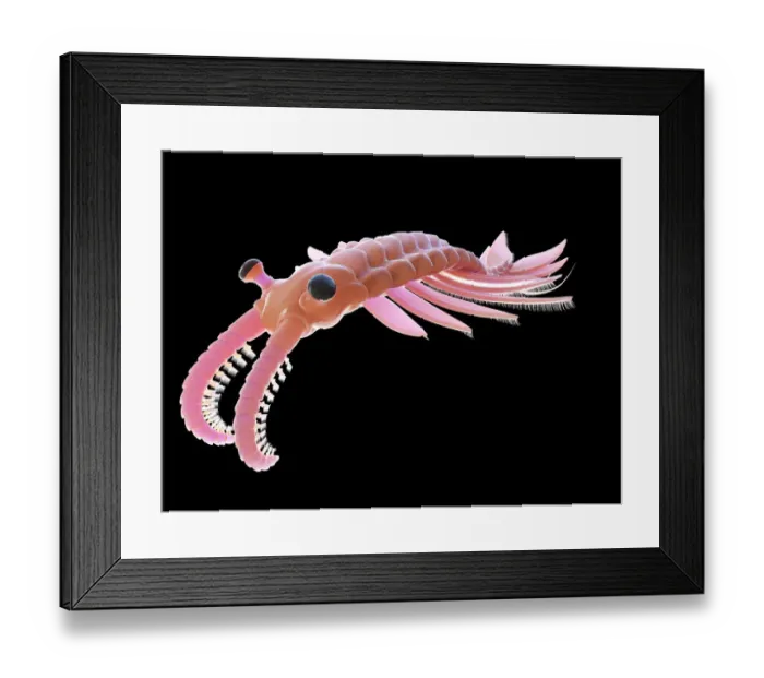 Framed Print : Anomalocaris, illustration Framed Print : Anomalocaris, illustration