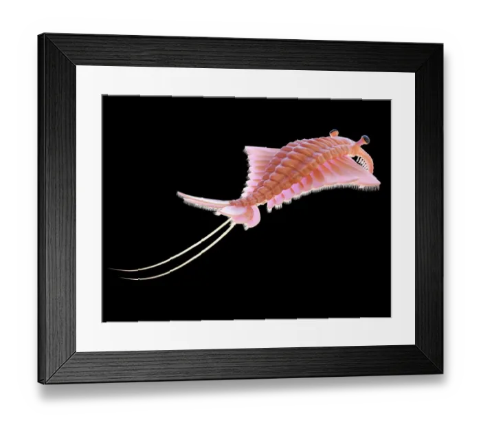 Framed Print : Anomalocaris, illustration Framed Print : Anomalocaris, illustration