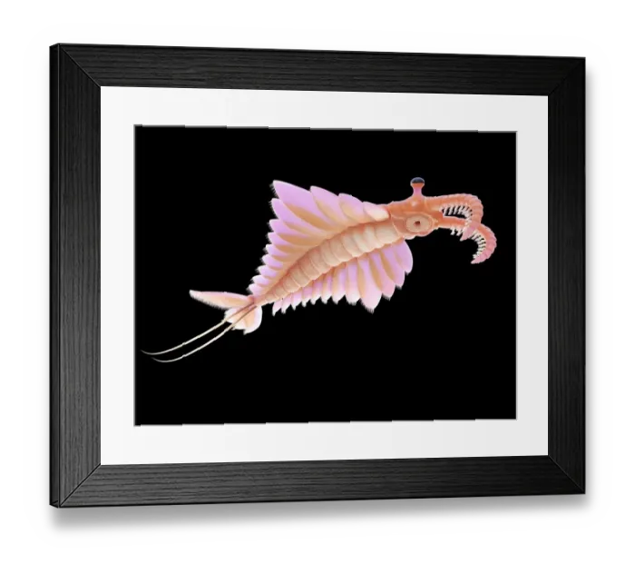 Framed Print : Anomalocaris, illustration Framed Print : Anomalocaris, illustration