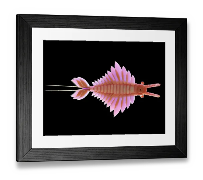 Framed Print : Anomalocaris, illustration Framed Print : Anomalocaris, illustration