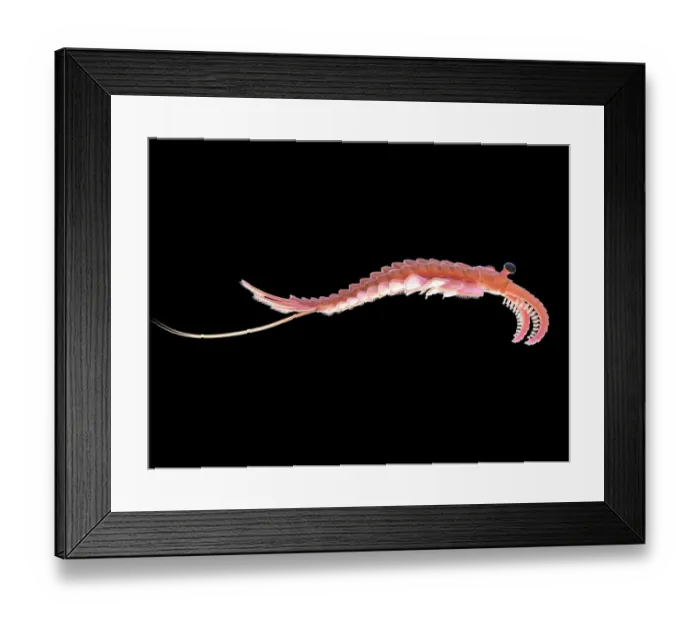 Framed Print : Anomalocaris, illustration Framed Print : Anomalocaris, illustration