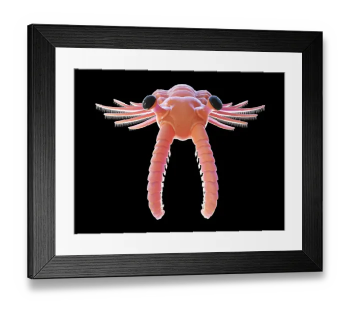 Framed Print : Anomalocaris, illustration Framed Print : Anomalocaris, illustration