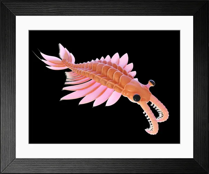Framed Print : Anomalocaris, illustration Framed Print : Anomalocaris, illustration