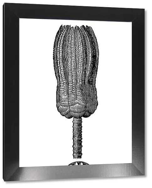 Encrinus liliiformis fossil from the Devonian Period
