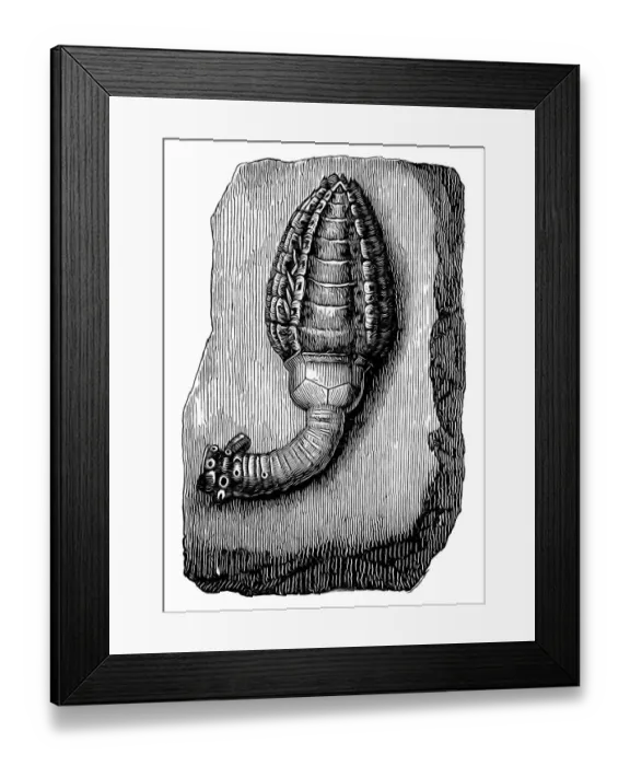 Framed Print : Crinoid fossil (Cupressocrinus crassus) from the Devonian Period Framed Print : Crinoid fossil (Cupressocrinus crassus) from the Devonian Period