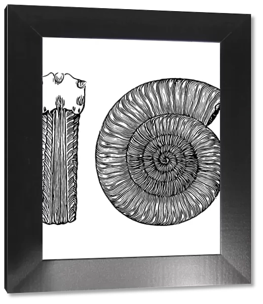 Arietites is a genus of massive, giant evolute, psiloceratacean ammonites in the family Arietitidae in which whorls are subquadrate and transversely ribbed and low keels in triplicate, separated by a pair of longitudinal grooves