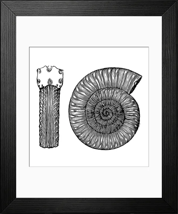 Framed Print : Arietites is a genus of massive, giant evolute, psiloceratacean ammonites in the family Arietitidae in which whorls are subquadrate and transversely ribbed and low keels in triplicate, separated by a pair of longitudinal grooves Framed Print : Arietites is a genus of massive, giant evolute, psiloceratacean ammonites in the family Arietitidae in which whorls are subquadrate and transversely ribbed and low keels in triplicate, separated by a pair of longitudinal grooves