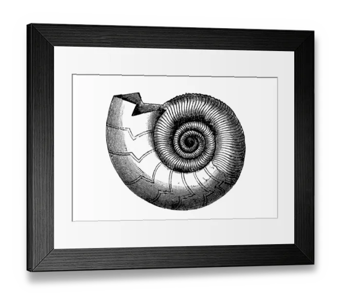 Framed Print : Clymenia undulata Framed Print : Clymenia undulata