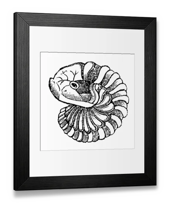Framed Print : Calymene blumenbachii