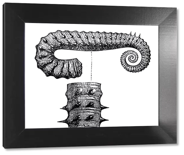 Ancyloceras Matheronianum, is an ammonite genus from the Early Cretaceous belonging to the Ancyloceratoidea