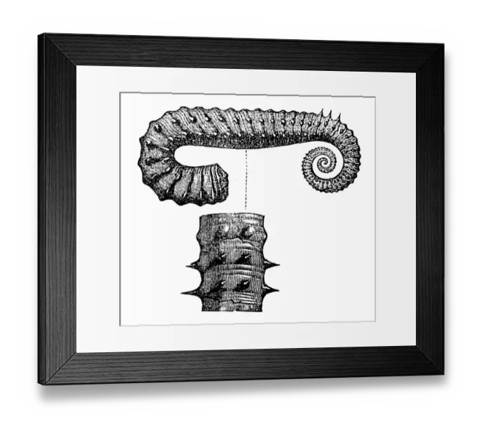 Framed Print : Ancyloceras Matheronianum, is an ammonite genus from the Early Cretaceous belonging to the Ancyloceratoidea Framed Print : Ancyloceras Matheronianum, is an ammonite genus from the Early Cretaceous belonging to the Ancyloceratoidea