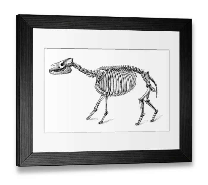 Framed Print : Palaeotherium ( old beast ) is an extinct genus of primitive perissodactyl ungulate Framed Print : Palaeotherium ( old beast ) is an extinct genus of primitive perissodactyl ungulate