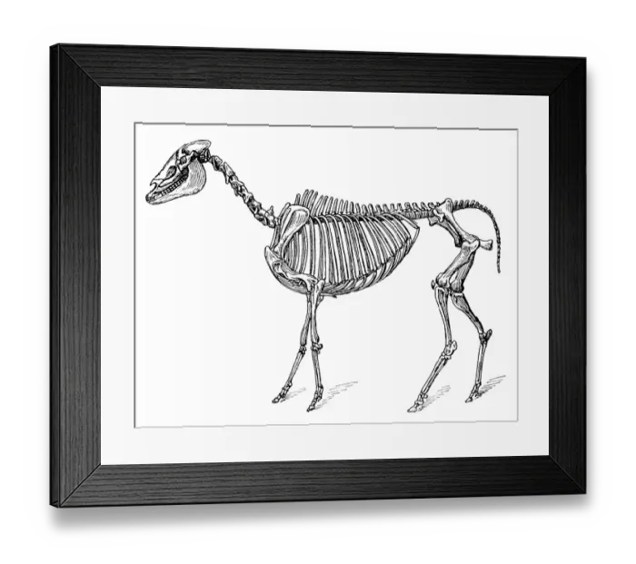 Framed Print : Hippotherium gracile is an extinct genus of horse that lived in during the Miocene through Pliocene Framed Print : Hippotherium gracile is an extinct genus of horse that lived in during the Miocene through Pliocene