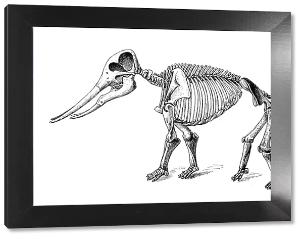 Mastodon angustidens skeleton